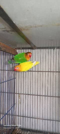 love birds/lovebird/lovebirds/lutino Personata/Green Fisher pair