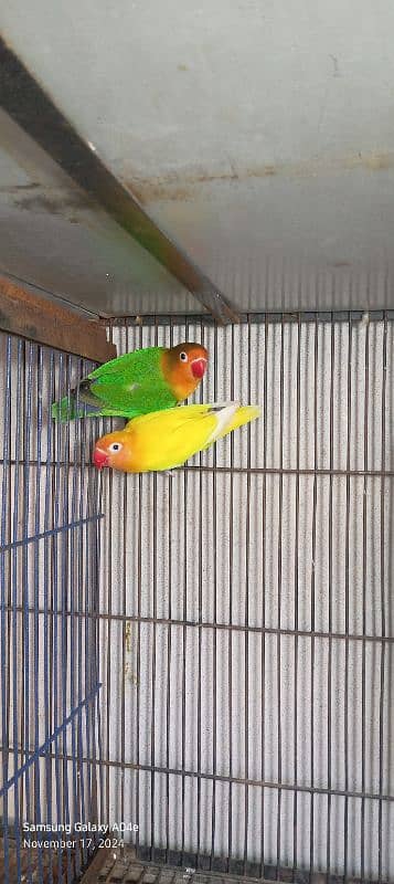 love birds/lovebird/lovebirds/lutino Personata/Green Fisher pair 0