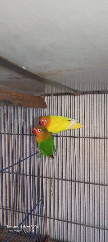 love birds/lovebird/lovebirds/lutino Personata/Green Fisher pair 1