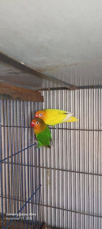 love birds/lovebird/lovebirds/lutino Personata/Green Fisher pair 2