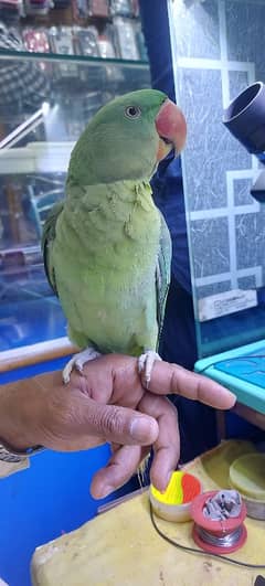 Pahari Male Parrot 9 Month age