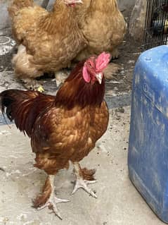 Golden Buff females and Barhama Rooster