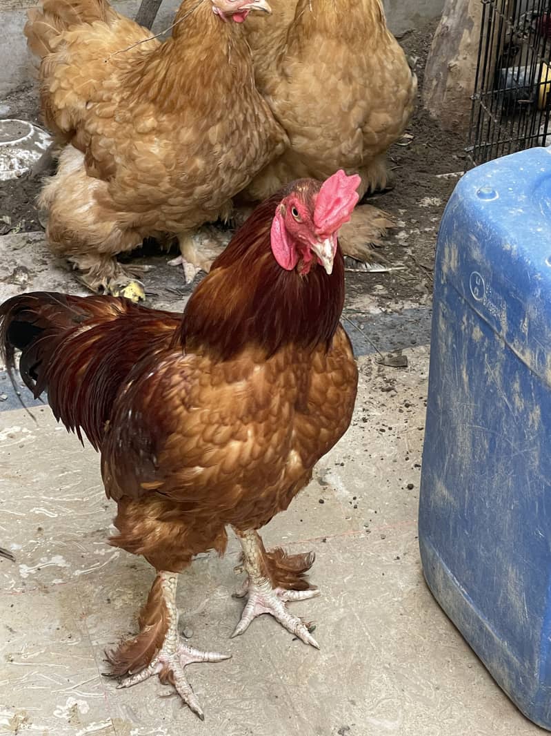 Golden Buff females and Barhama Rooster 0