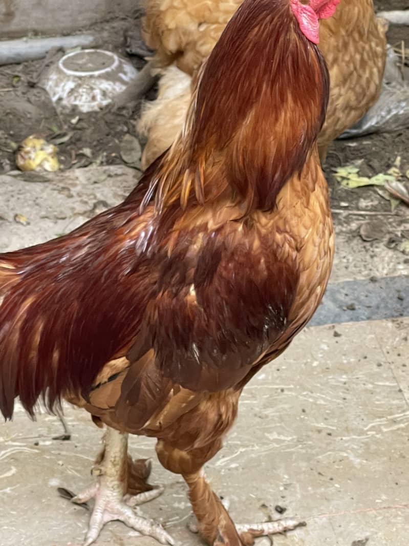 Golden Buff females and Barhama Rooster 2