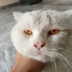 Persian Male Cat for sale