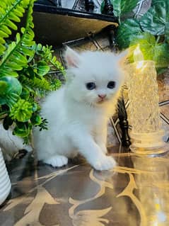 Persian kittens available for sale