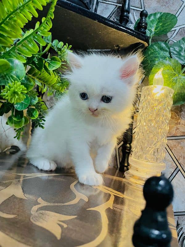 Persian kittens available for sale 1