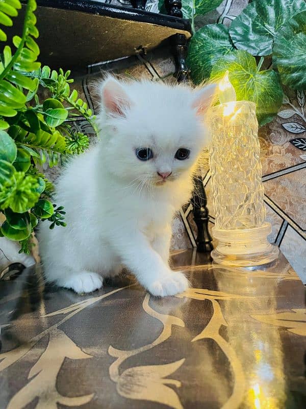 Persian kittens available for sale 2