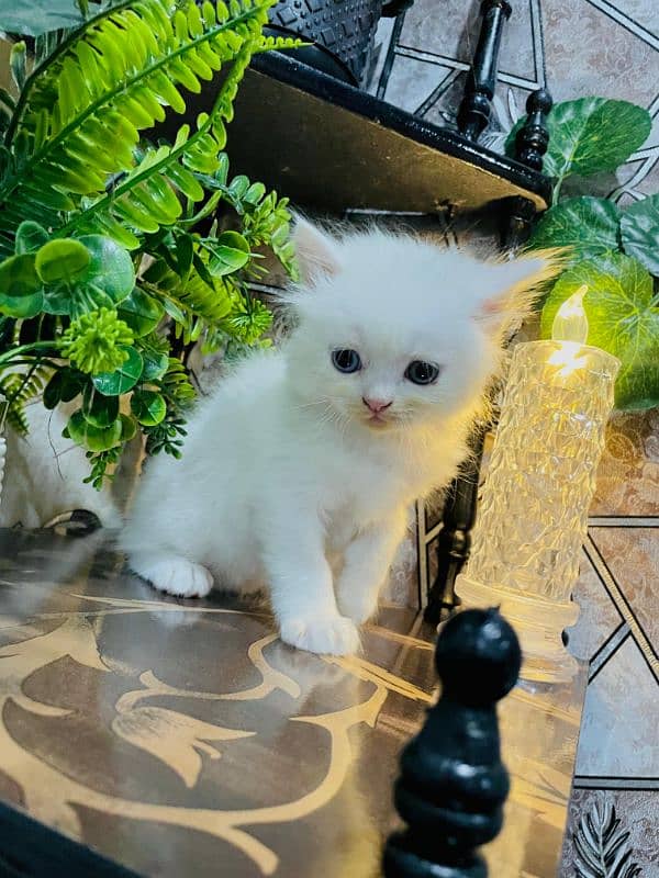 Persian kittens available for sale 3