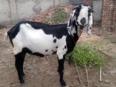 Desi Goat For Sale