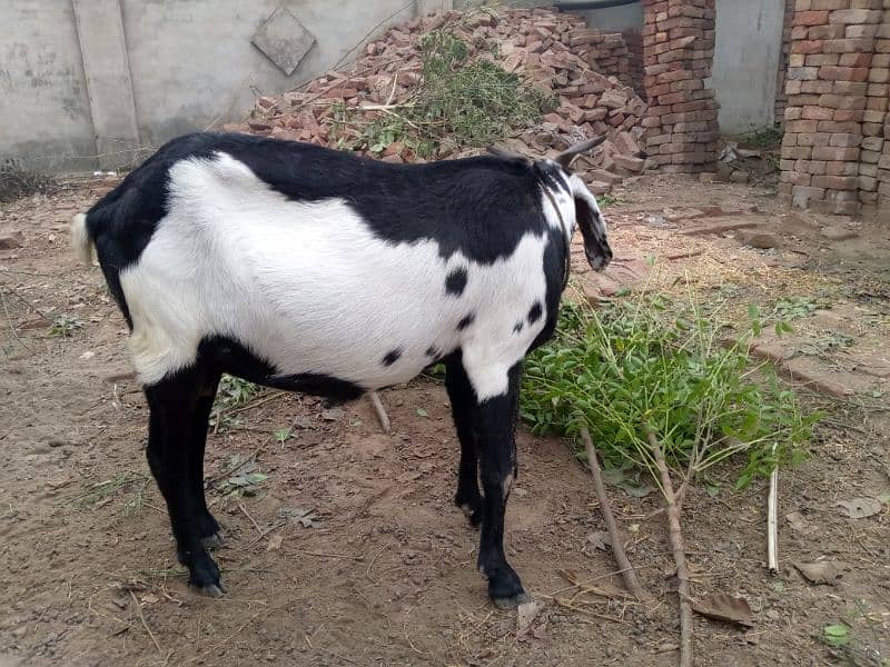 Desi Goat For Sale 1