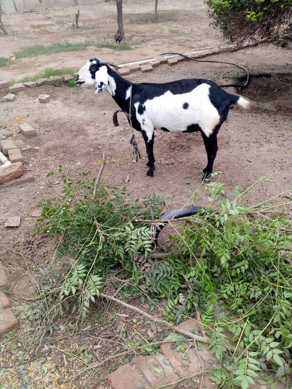 Desi Goat For Sale 4