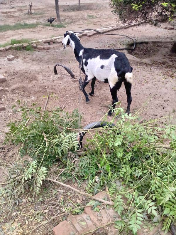 Desi Goat For Sale 5