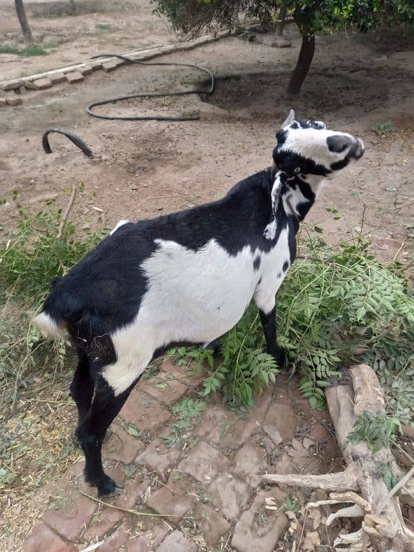 Desi Goat For Sale 6