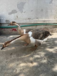 Beautiful big size long neck ducks pair for sale