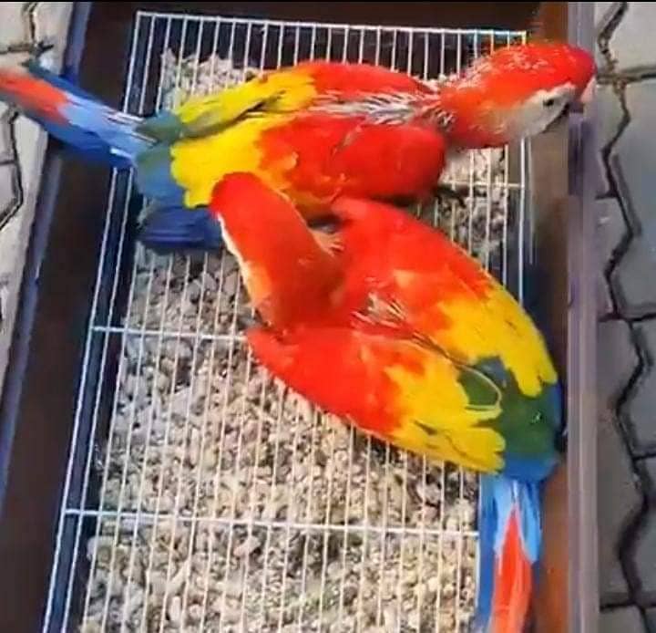 red macaw parrot chips for sale 03=49=68=26=931 1