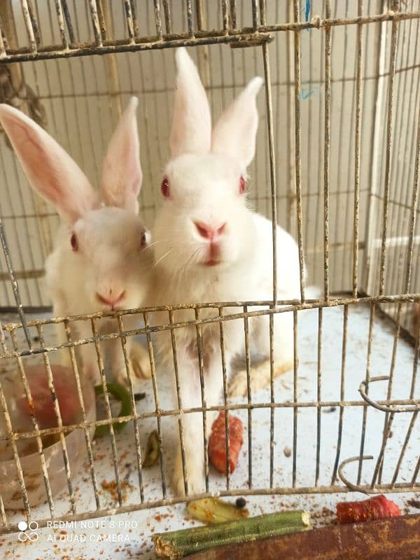 Rabbit couple 6 month old 0