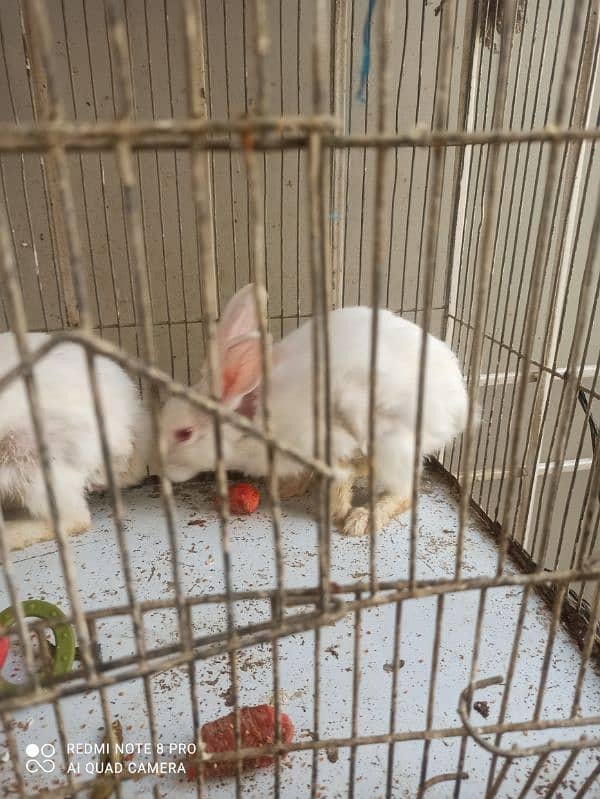 Rabbit couple 6 month old 4