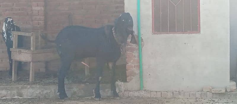 Breedar bakra kheera 0