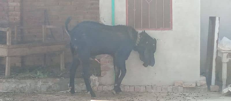 Breedar bakra kheera 2