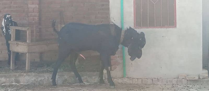 Breedar bakra kheera 3