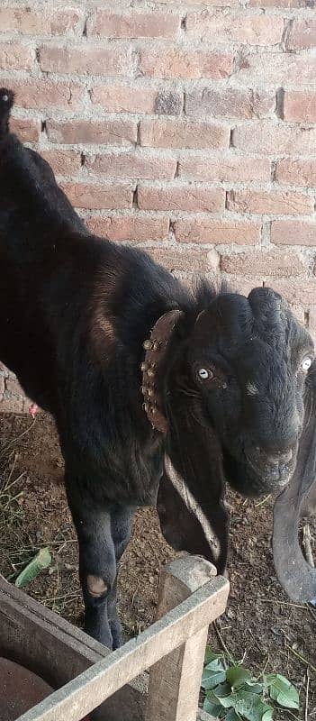 Breedar bakra kheera 4