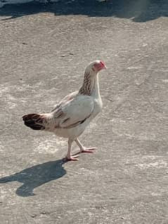 desi hen