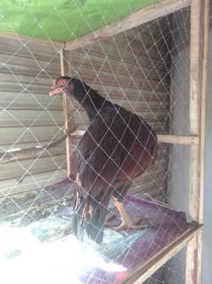 aseel breeder hen for sale