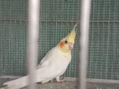 Healthy,Active & Ready to Breed Cream Cockatiel Females