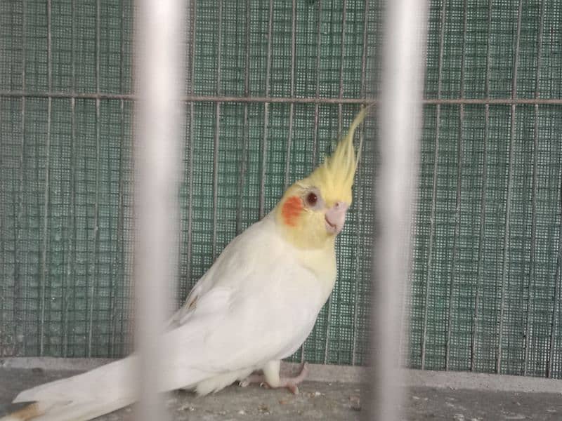 Healthy,Active & Ready to Breed Cream Cockatiel Females 0