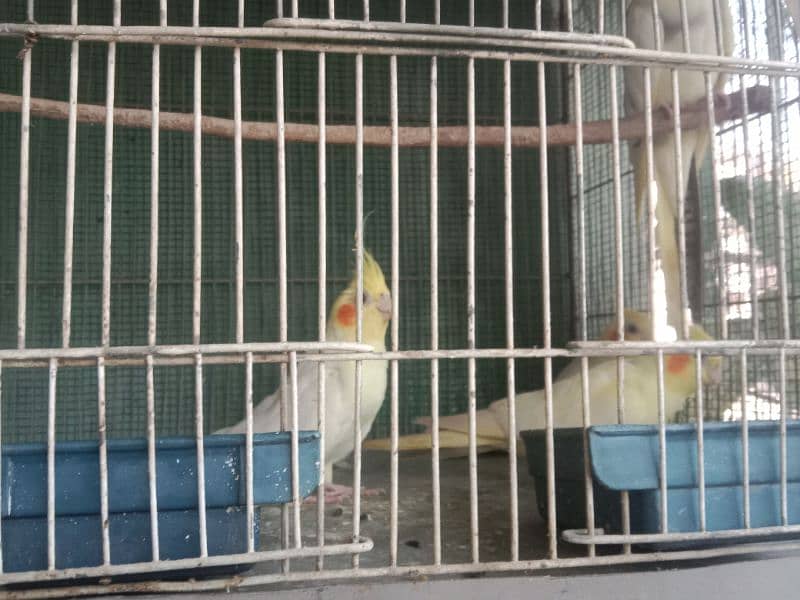 Healthy,Active & Ready to Breed Cream Cockatiel Females 1