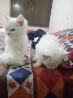 Persian cats for sale