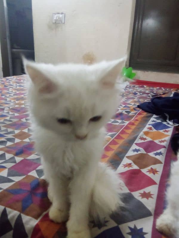 Persian cats for sale 1