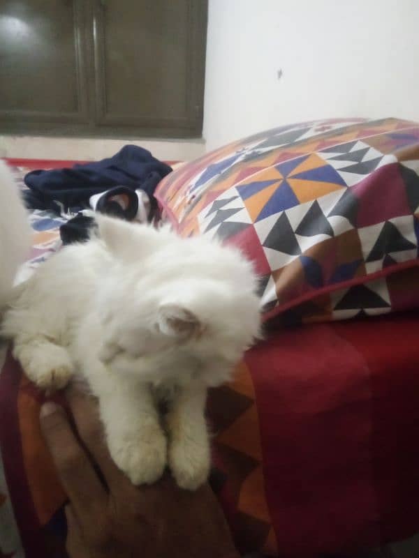 Persian cats for sale 2