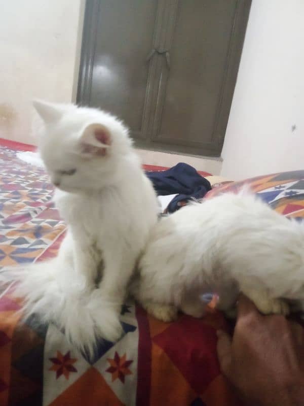 Persian cats for sale 3