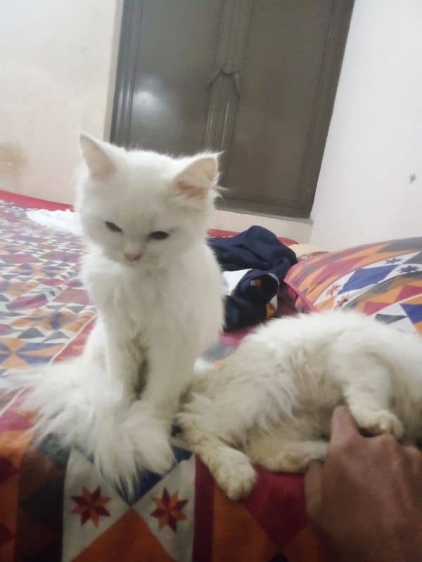 Persian cats for sale 4