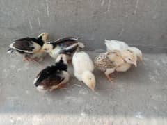 Aseel chicks for sale