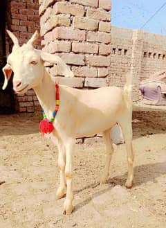 Hiran croos Goat ready to bread urgent for sale