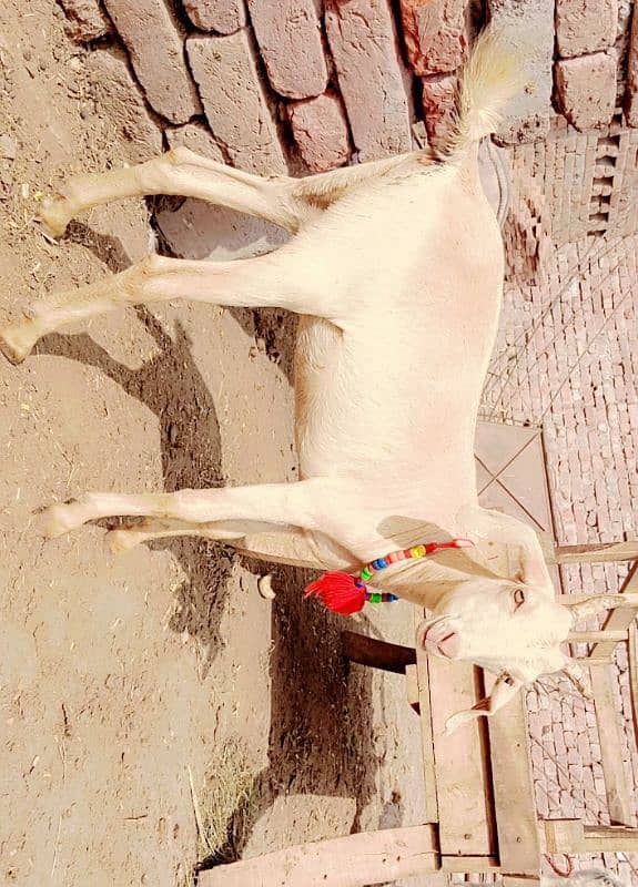 Hiran croos Goat ready to bread urgent for sale 2