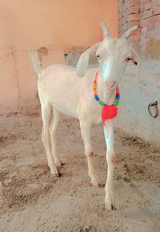 Hiran croos Goat ready to bread urgent for sale 5