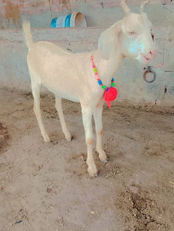 Hiran croos Goat ready to bread urgent for sale 6