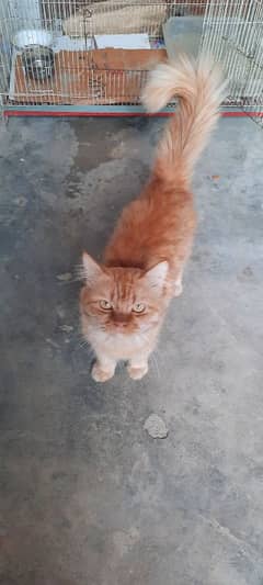 I am sale my male Cat brown colour triple coat