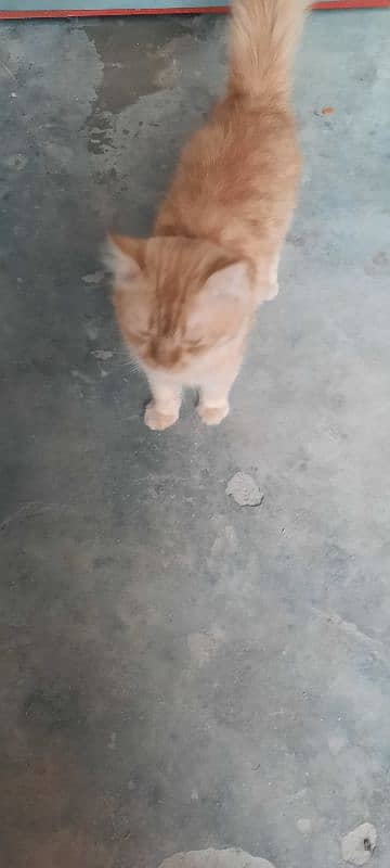 I am sale my male Cat brown colour triple coat 1