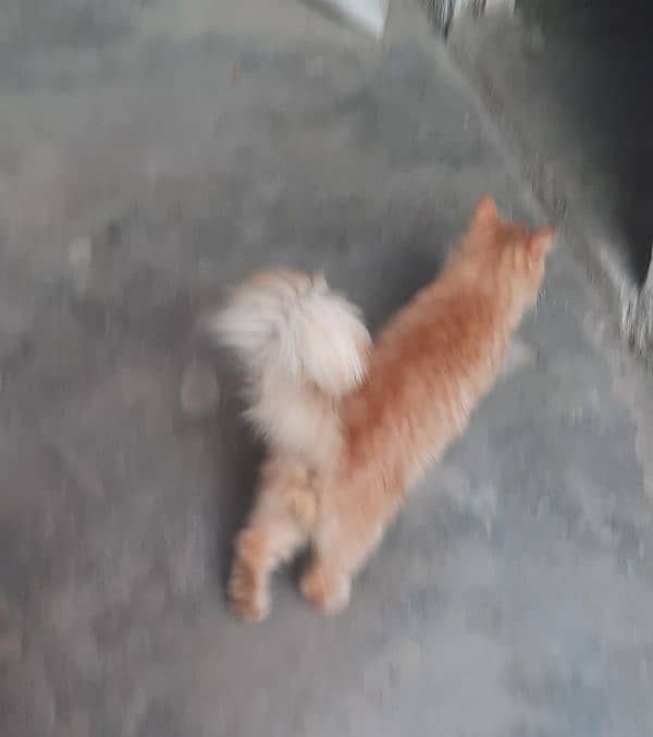 I am sale my male Cat brown colour triple coat 2