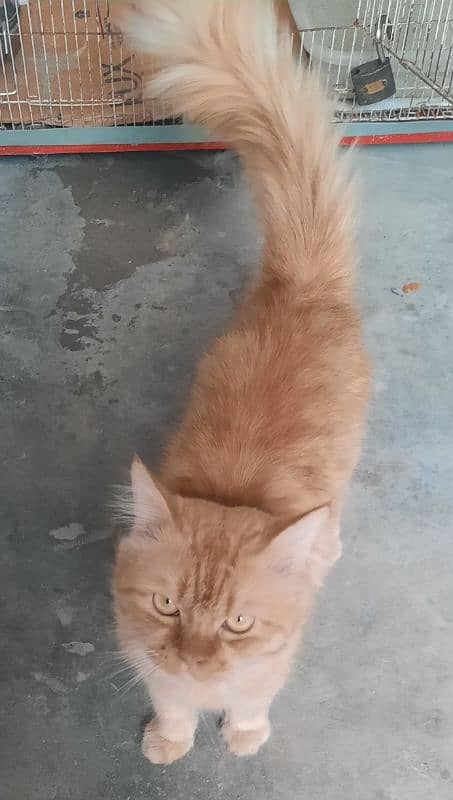 I am sale my male Cat brown colour triple coat 3