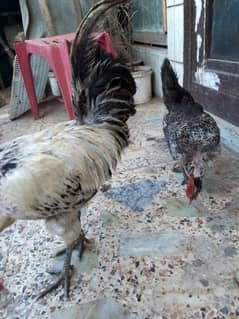 Hens for sale in Islamabad