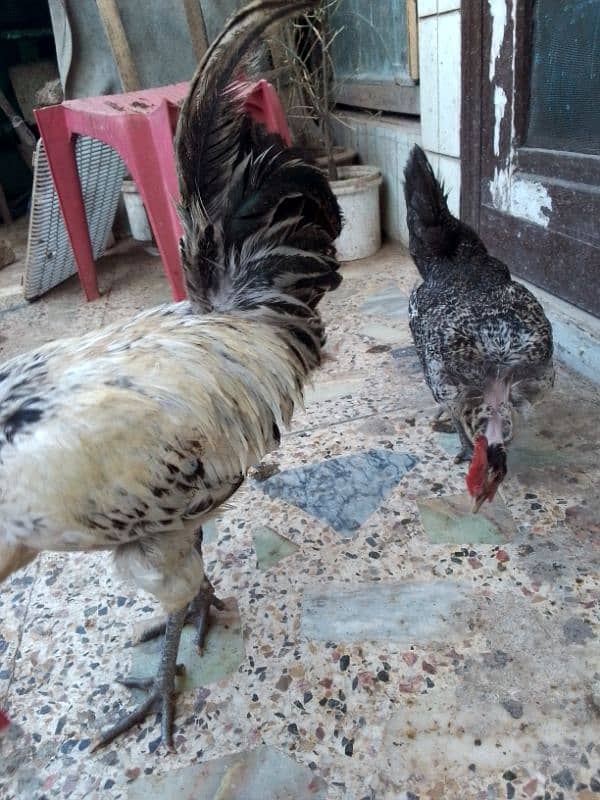 Hens for sale in Islamabad 0