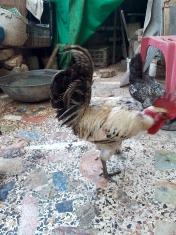 Hens for sale in Islamabad 2