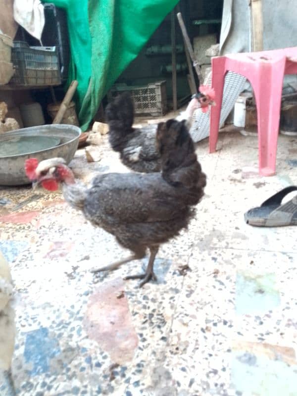 Hens for sale in Islamabad 3