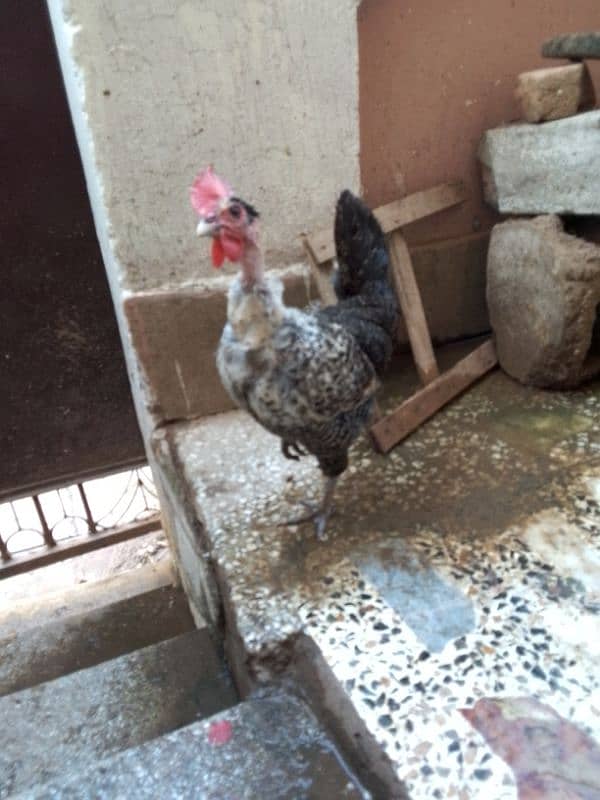 Hens for sale in Islamabad 4